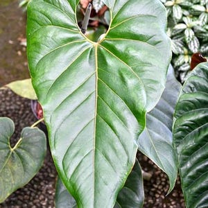 Anthurium Decipens (Salgarense) 2” plant **(ALL plants require you to purchase ANY 2 plants!)**