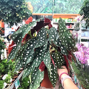 Begonia Rex maculata “angel wing” starter plant **(ALL plants require you to purchase ANY 2 plants!)**