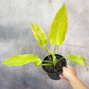 Philodendron Calkins gold starter plant **(ALL plants require you to purchase ANY 2 plants!)**