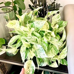 Pothos Marble Queen starter plant **(ALL plants require you to purchase ANY 2 plants!)**