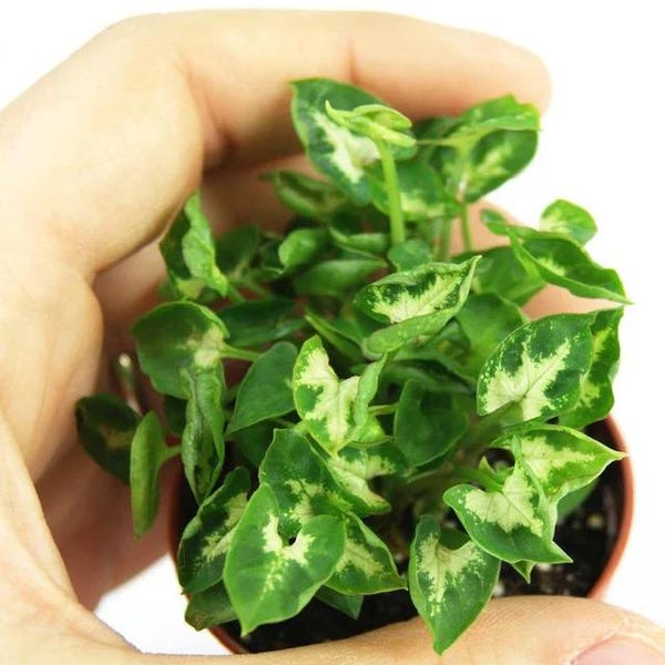 Syngonium mini pixie compact starter plant **(ALL plants require you to purchase ANY 2 plants!)**