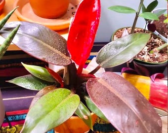 Philodendron Red Sun Dark Form Starter Plant **(ALL Plants
