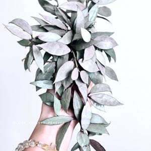 Hoya Lacunosa silver (mint) 2” Plant (ALL PLANTS require you to purchase 2 plants!)**