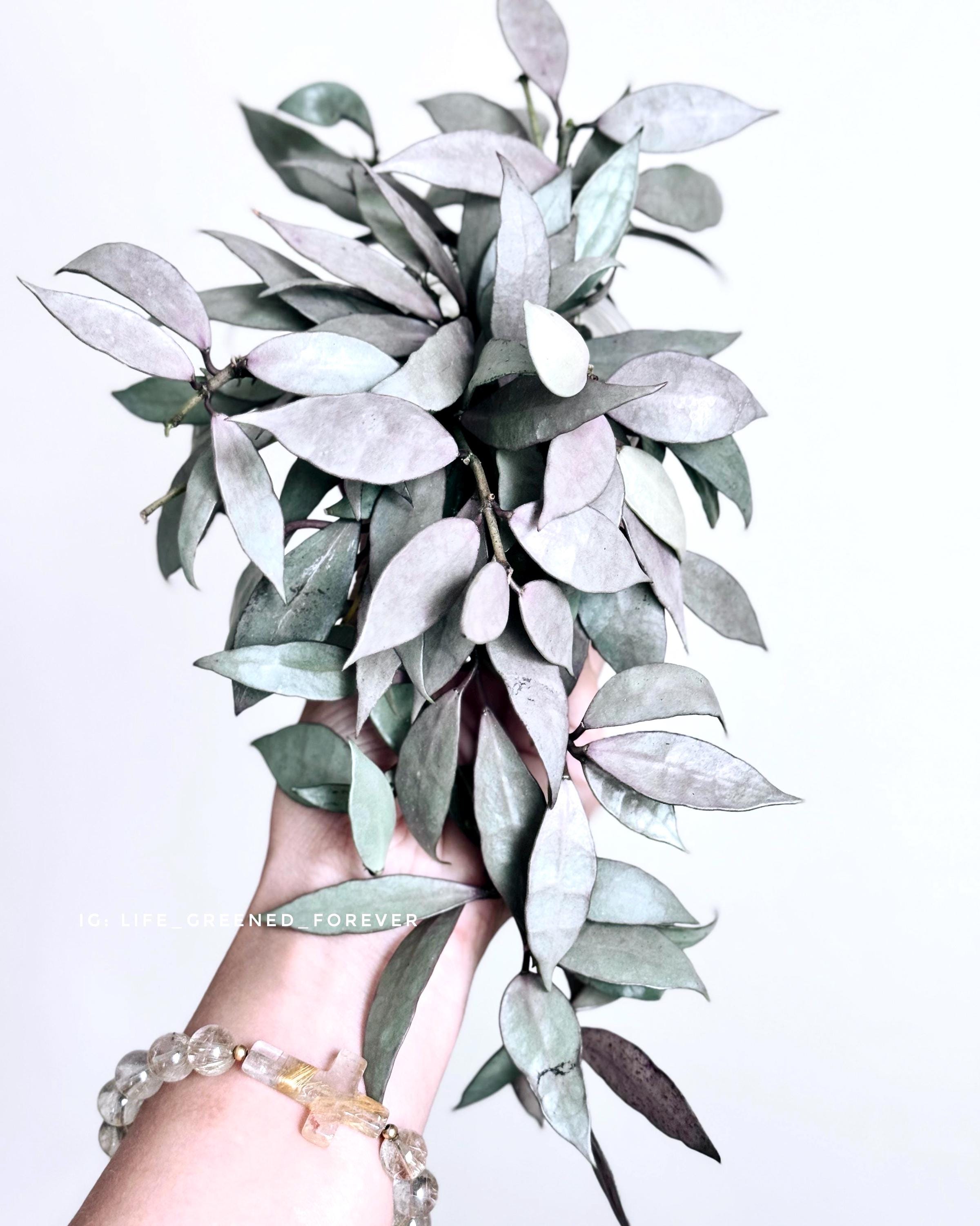 52 ＊ホヤ ＊Hoya lacunosa ＊purple ＊ラクノーサパープル
