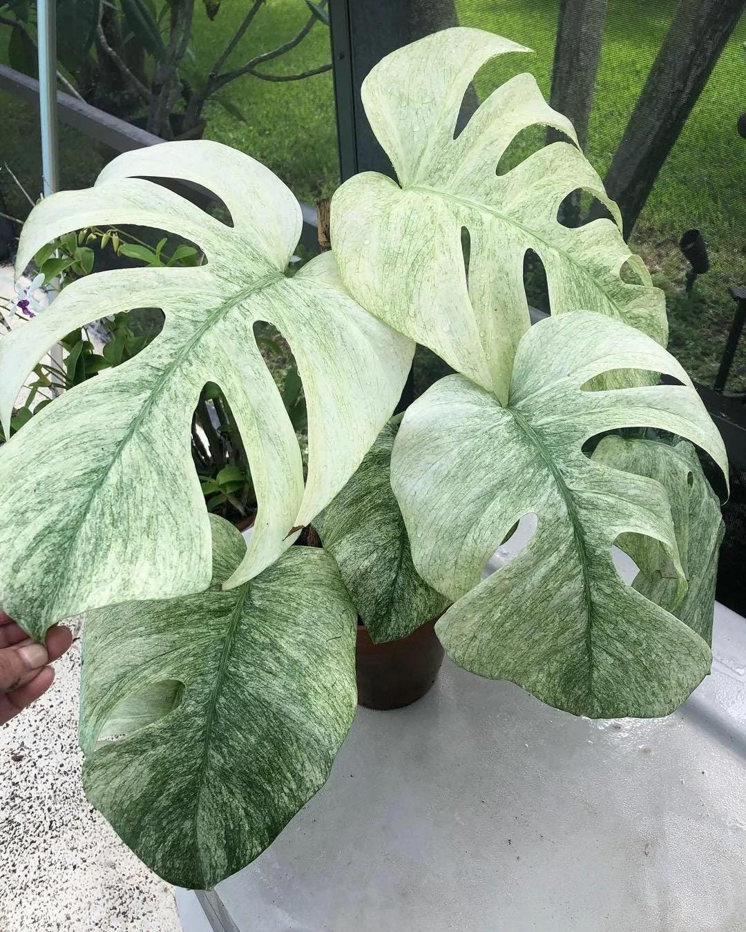 Monstera Borsigiana Mint 2” Plant **(ALL Plants Require You to