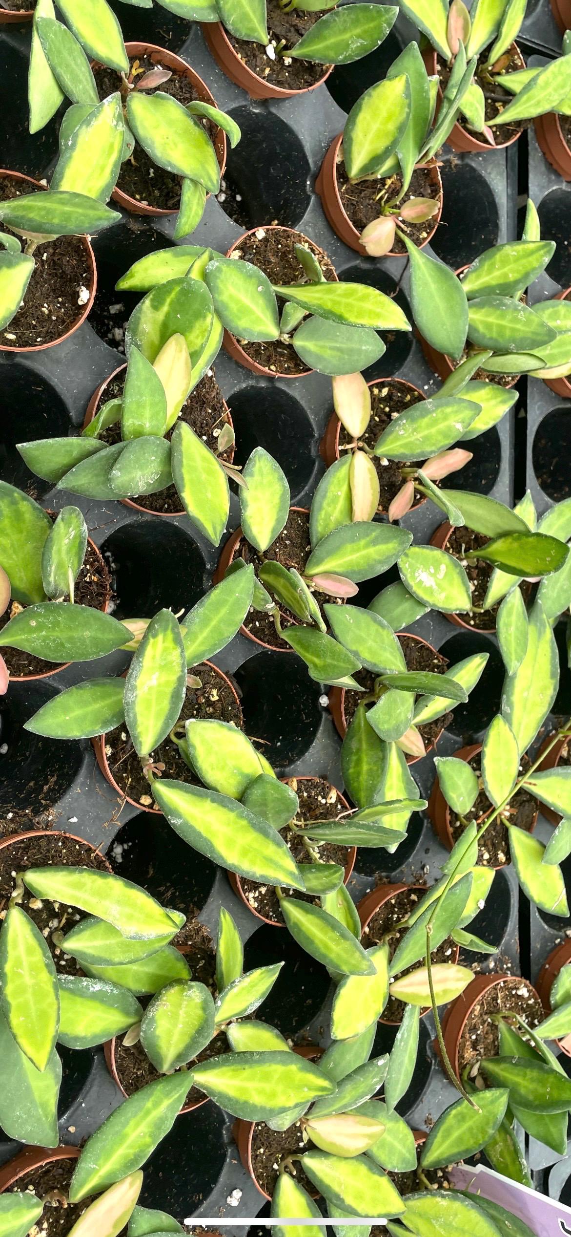 Hoya DS-70 Variegated 2” planta **(¡TODAS las plantas requieren la compra de CUALQUIER 2 plantas!)**