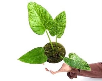 Philodendron Giganteum starter plant **(ALL plants require you to purchase ANY 2 plants!)**