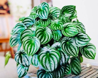 Peperomia watermelon starter plant **(ALL plants require you to purchase ANY 2 plants!)**