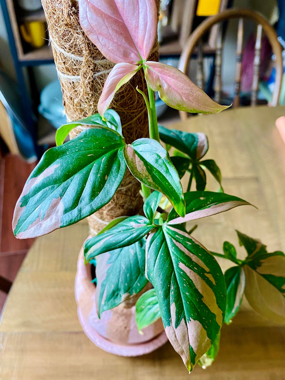 Syngonium Pink Splash (thailand Form) Starter Plant **(ALL Plants ...