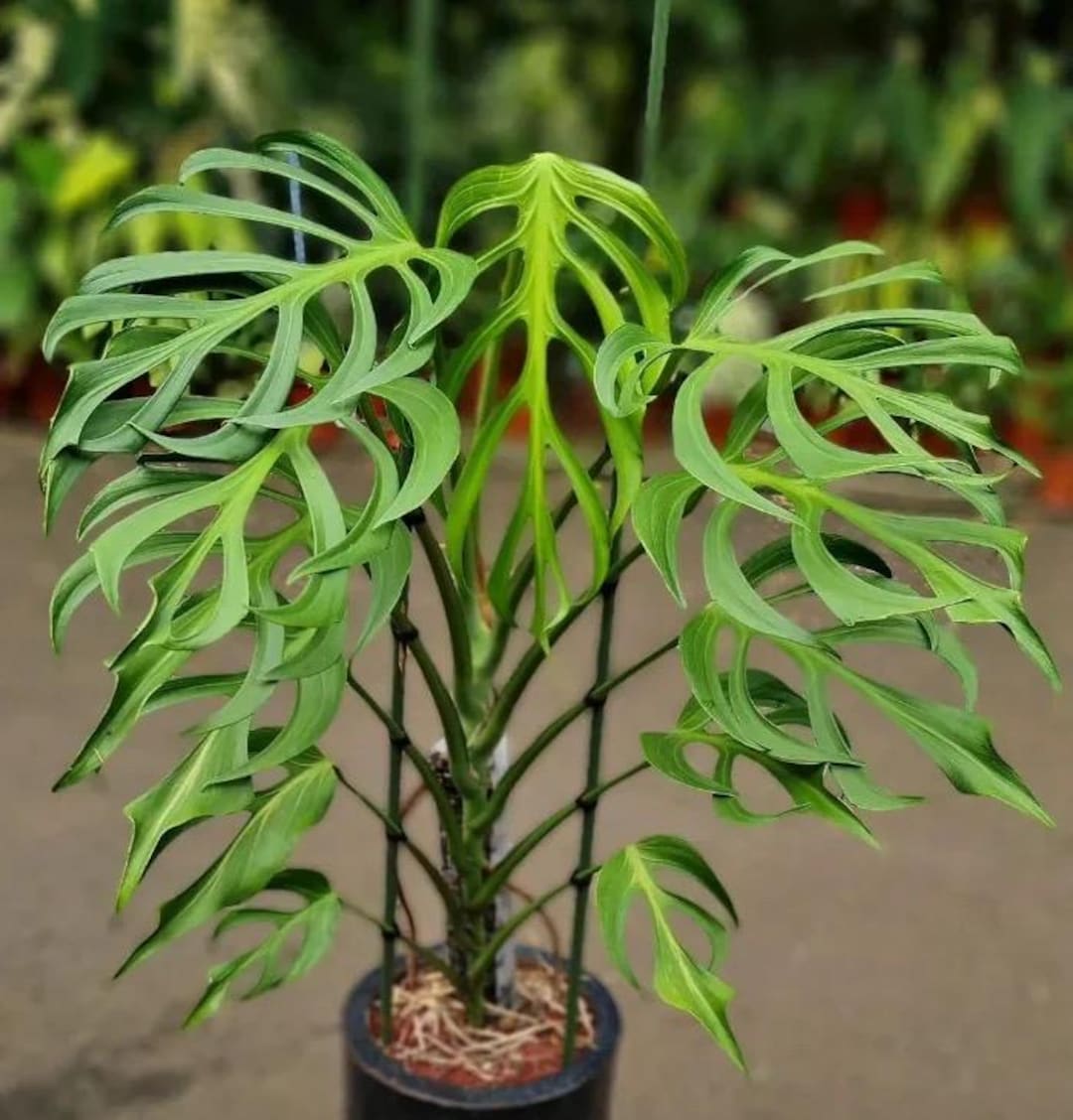 Monstera Burle Marx Flame Rare 2” Plant **(ALL Plants Require You