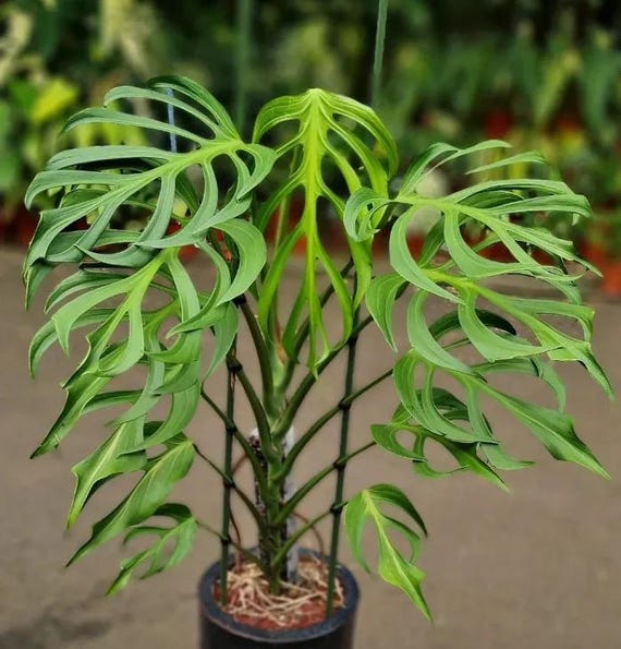 その他観葉植物 Monstera burle marx's flame Monstera Burle Marx Flame Rare 2” Plant **(ALL Plants
