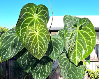 Scott Cohen Anthurium Antolakii (known as BVEP) X NSE Anthurium