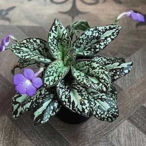 Michaelmoelleria viatnamensis rare variegated flowering gesneriad 4” plant **(ALL plants require you to purchase ANY 2 plants!)**