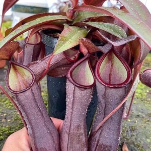Nepenthes Rebecca soper starter plant **(ALL plants require you to purchase ANY 2 plants!)**