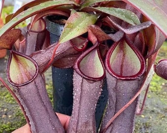 Nepenthes Rebecca soper starter plant **(ALL plants require you to purchase ANY 2 plants!)**