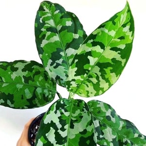 Aglaonema Pictum tricolor starter plant **(ALL plants require you to purchase ANY 2 plants!)**