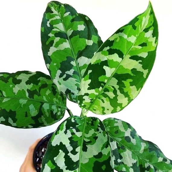 Aglaonema Pictum Tricolor Starter Plant **(ALL Plants Aglaonema Pictum Tricolor Starter Plant **(ALL Plants