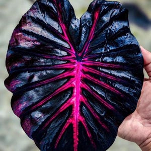 Colocasia Redemption starter plant **(ALL plants require you to purchase ANY 2 plants!)**