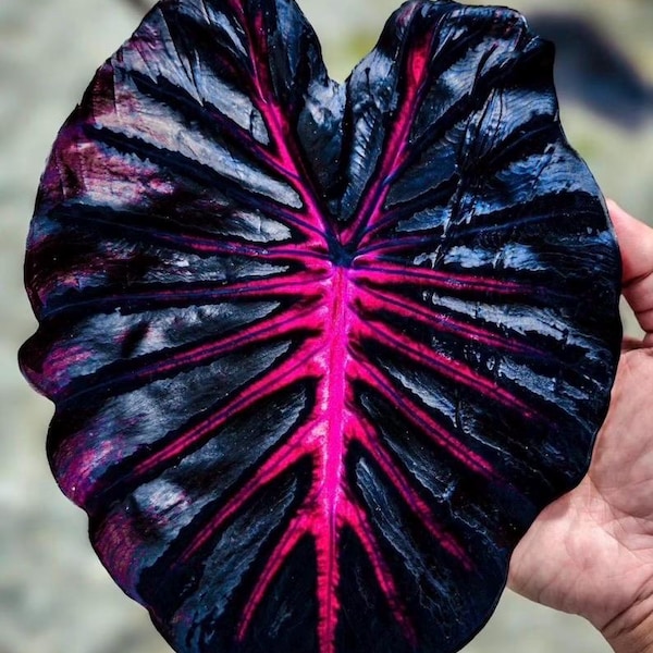 Colocasia Redemption starter plant **(ALL plants require you to purchase ANY 2 plants!)**
