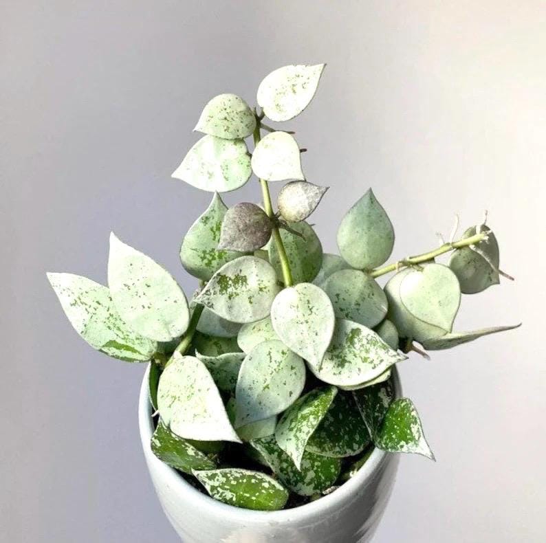 Hoya Krohniana Eskimo Starter Plant **(ALL Plants Require You to