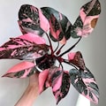 New Philodendron Black cherry pink princess starter plant **(ALL plants require you to purchase ANY 2 plants!)**