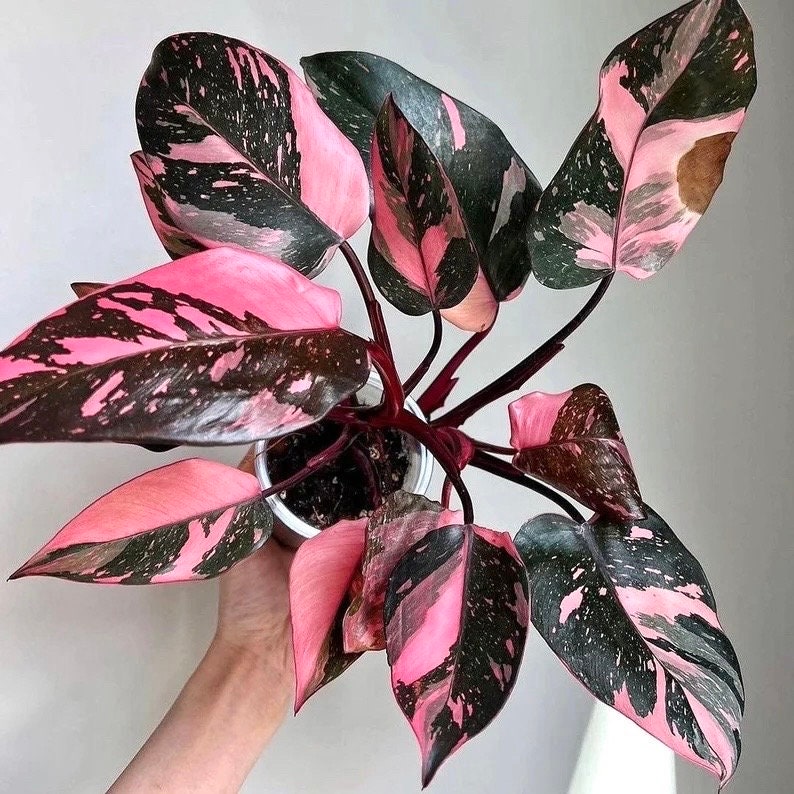 その他観葉植物 Philodendron Pink Princess Black Cherry il_fullxfull.6201563061_6aev.jpg
