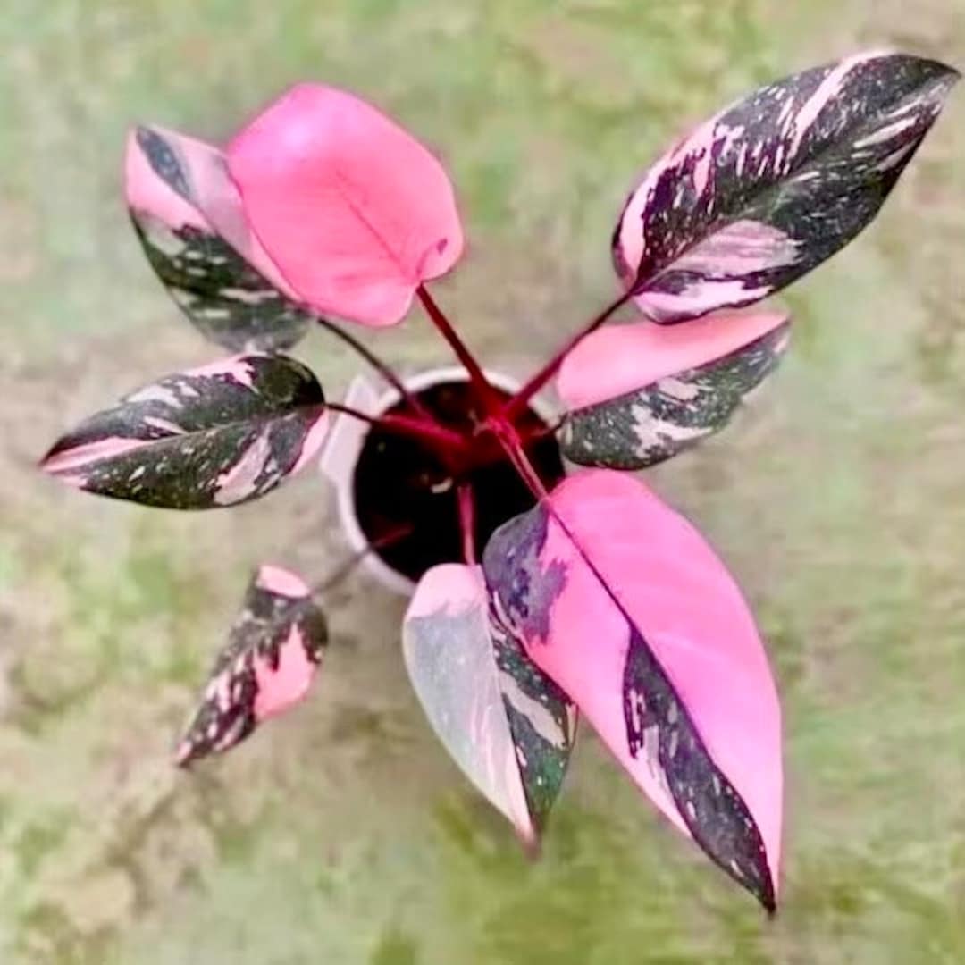 その他観葉植物 Philodendron Pink Princess Black Cherry Philodendron Black Cherry Pink Princess #2 Starter Plant