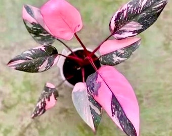 Philodendron Black cherry pink princess starter plant **(ALL plants require you to purchase ANY 2 plants!)**