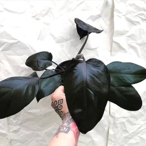Philodendron Royal Queen starter plant **(ALL plants require you to purchase ANY 2 plants!)**
