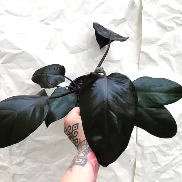 Plante de démarrage Philodendron Royal Queen ** (TOUTES les plantes nécessitent l'achat de 2 plantes !) **