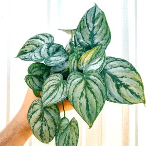 Philodendron Brandtianum “Brandi” starter plant **(ALL plants require you to purchase ANY 2 plants!)**