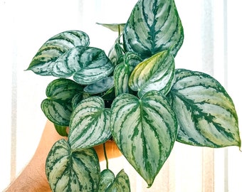 Philodendron Brandtianum “Brandi” starter plant **(ALL plants require you to purchase ANY 2 plants!)**
