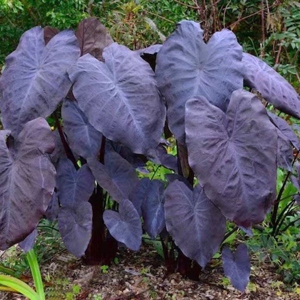 Colocasia black magic starter plant **(ALL plants require you to purchase ANY 2 plants!)**