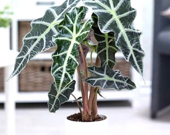 Alocasia Polly starter plant **(ALL plants require you to purchase ANY 2 plants!)**