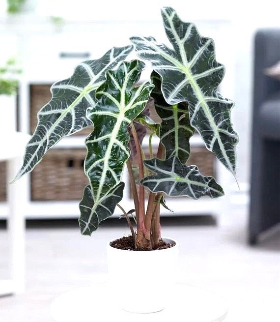 Alocasia Polly Starter Plant **(ALL Plants Require You to Purchase