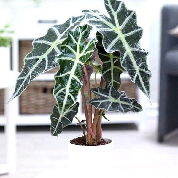 Alocasia Polly starter plant **(ALL plants require you to purchase ANY 2 plants!)**