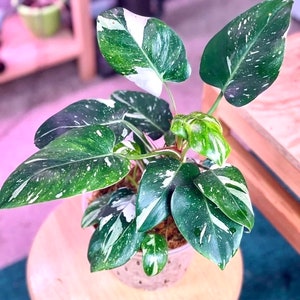 Philodendron White princess 4” plant **(ALL plants require you to purchase ANY 2 plants!)**