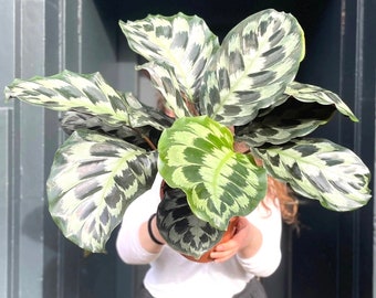 Calathea Helen Kennedy starter plant **(ALL plants require you to purchase ANY 2 plants!)**