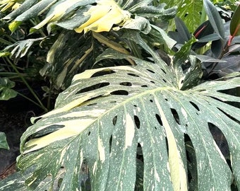 Monstera Thai Constellation 2” plant **(ALL plants require you to purchase ANY 2 plants!)**