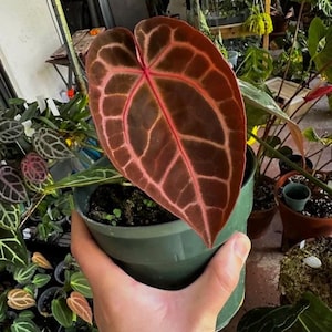 Anthurium Pink Lemonade - Etsy