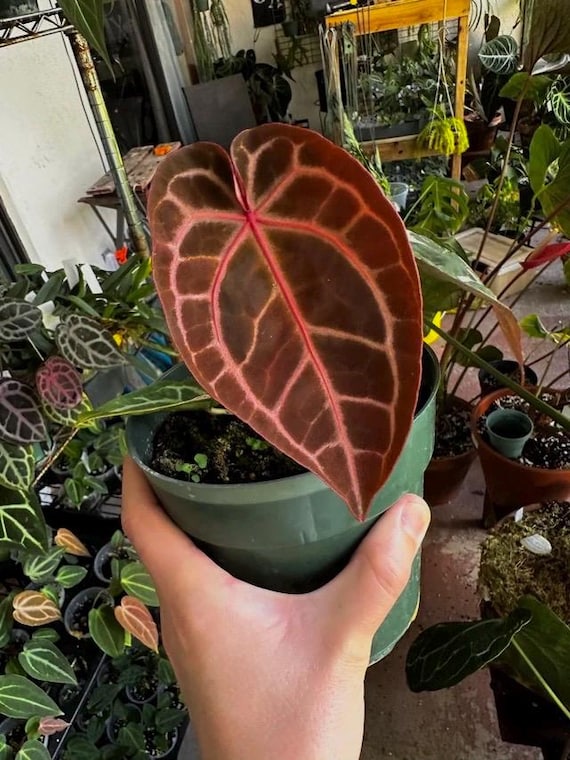 Anthurium Crystallinum Red (indonesian Origin) Starter Plant