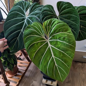Philodendron gloriosum starter plant **(ALL plants require you to purchase ANY 2 plants!)**
