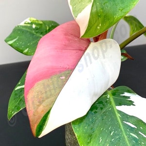 Philodendron White princess Large starter plant **(ALL plants require you to purchase ANY 2 plants!)**