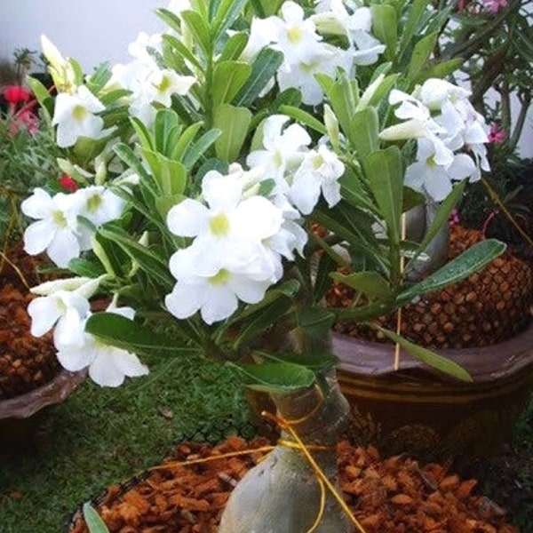Desert rose White adenium obesum starter plant **(ALL plants require you to purchase ANY 2 plants!)**