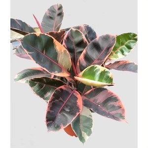 Ficus Tineke “Belize” rubber tree starter plant **(ALL plants require you to purchase ANY 2 plants!)**