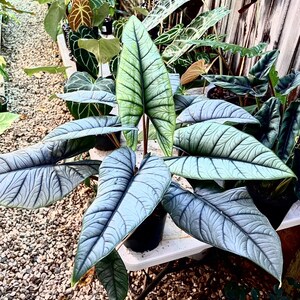 Alocasia Emerald green dragon RARE starter plant **(MUST purchase ANY 2 plants to complete order!)**