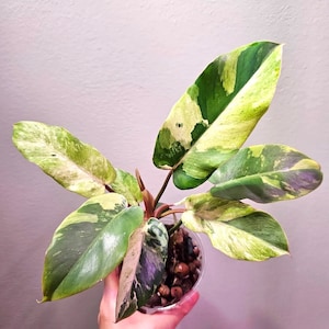 Philodendron Snowdrift starter plant **(ALL plants require you to purchase ANY 2 plants!)**