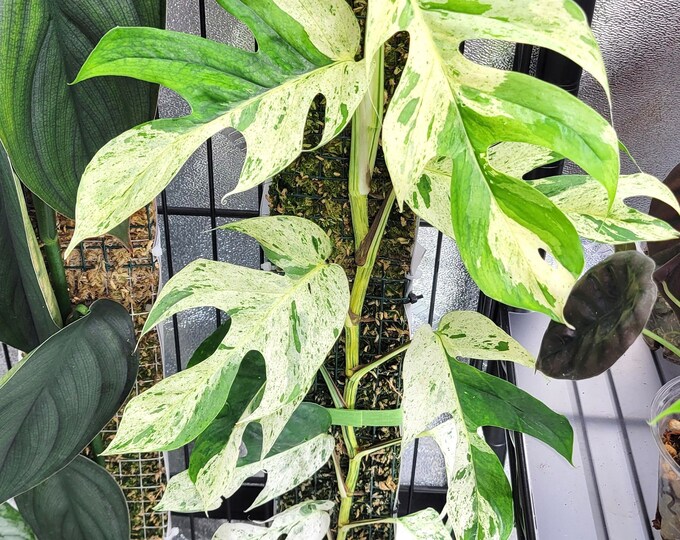Epipremnum Pinnatum Variegated Marble Climbing Rare 2” Plant **(ALL ...