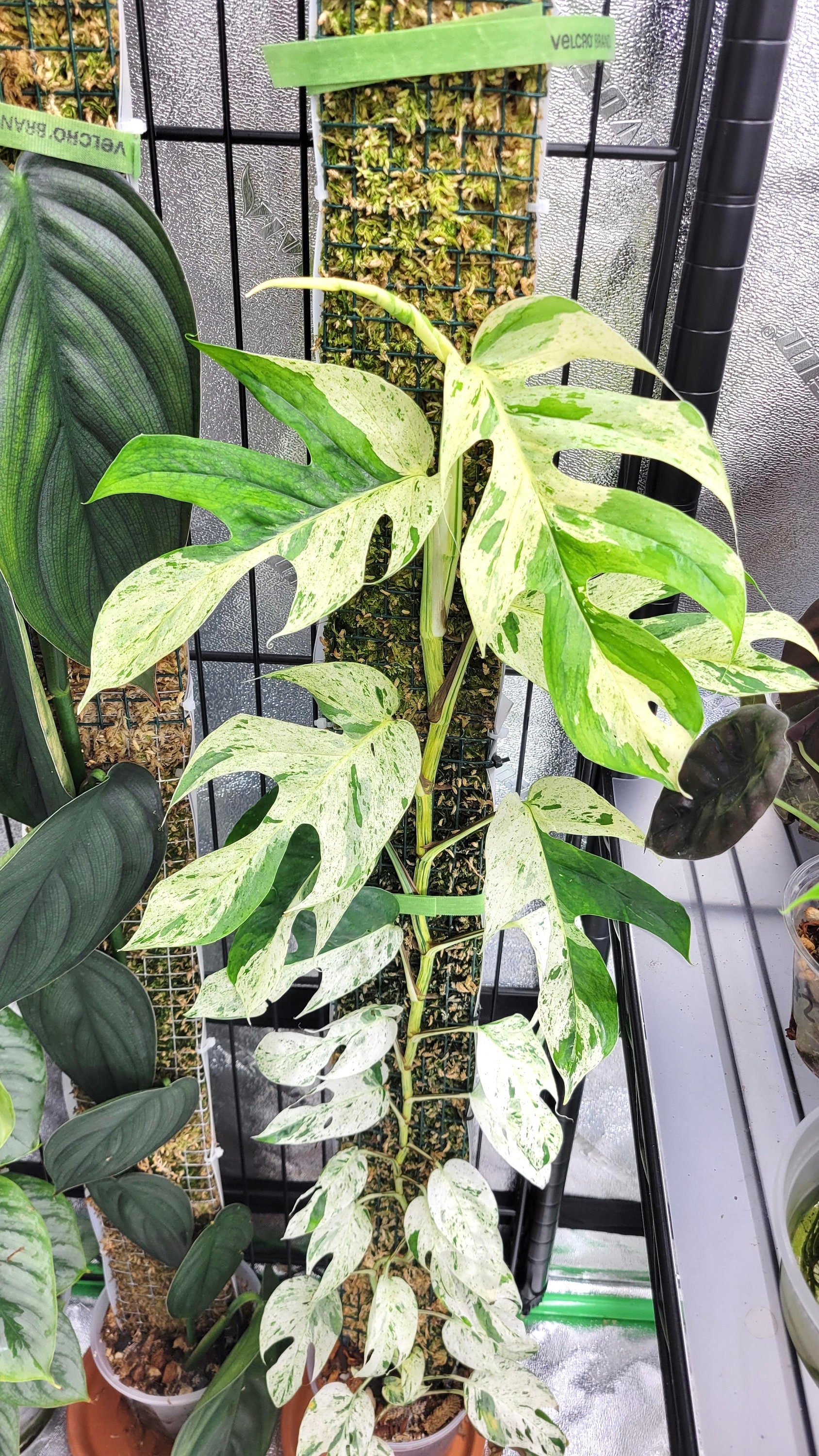 Epipremnum Pinnatum Variegated Marble Climbing Rare 2” Plant 
