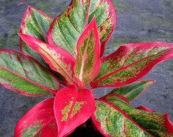 Aglaonema Siam aurora XL starter plant **(ALL plants require you to purchase ANY 2 plants!)**
